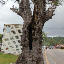 фото из отзыва ID 2569656