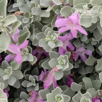 фото из отзыва ID 2571105