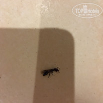 фото из отзыва ID 2571898