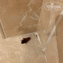 фото из отзыва ID 2573155