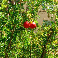 фото из отзыва ID 2573382