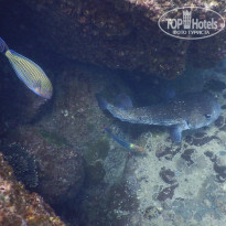 фото из отзыва ID 2576029