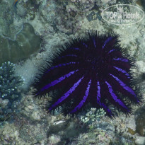 фото из отзыва ID 2576029