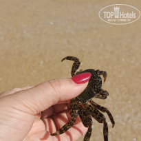 фото из отзыва ID 2577373