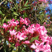 фото из отзыва ID 2577905