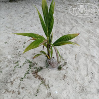 фото из отзыва ID 2579194