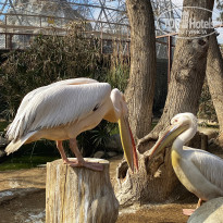 фото из отзыва ID 2579888