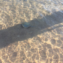 фото из отзыва ID 2576127