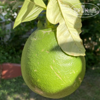 фото из отзыва ID 2580172