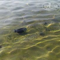 фото из отзыва ID 2582148