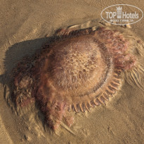 фото из отзыва ID 2582613