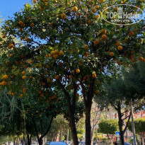 фото из отзыва ID 2582701