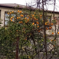 фото из отзыва ID 2583026