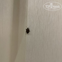 фото из отзыва ID 2583516