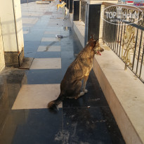 фото из отзыва ID 2584379