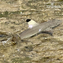 фото из отзыва ID 2586515