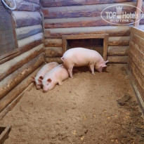 фото из отзыва ID 2586676