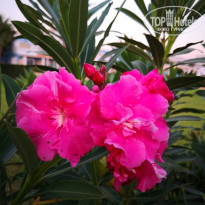 фото из отзыва ID 2587808