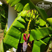 фото из отзыва ID 2587808