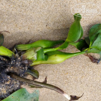 фото из отзыва ID 2588843