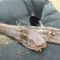 фото из отзыва ID 2588843