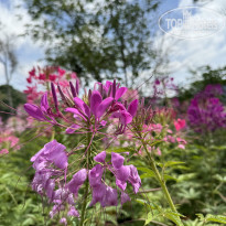 фото из отзыва ID 2590490