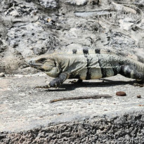 фото из отзыва ID 2591968