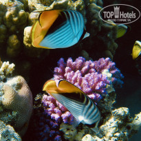 фото из отзыва ID 2592137