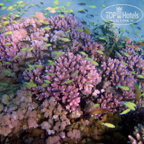 фото из отзыва ID 2592137