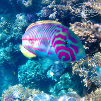 фото из отзыва ID 2593044