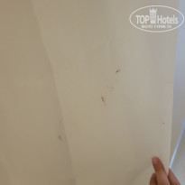 фото из отзыва ID 2593485