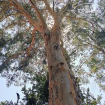 фото из отзыва ID 2594118