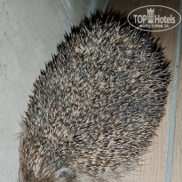 фото из отзыва ID 2594465