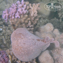 фото из отзыва ID 2595122