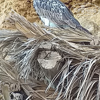 фото из отзыва ID 2596365