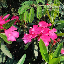 фото из отзыва ID 2596484