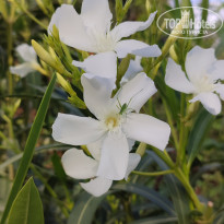 фото из отзыва ID 2596484