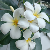 фото из отзыва ID 2596832