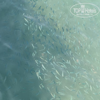 фото из отзыва ID 2597274