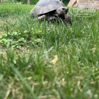 фото из отзыва ID 2597746