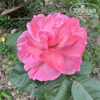 фото из отзыва ID 2598066