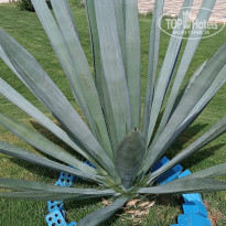 фото из отзыва ID 2598342