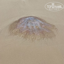 фото из отзыва ID 2598833