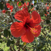 фото из отзыва ID 2599730