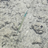 фото из отзыва ID 2591341