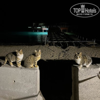 фото из отзыва ID 2590404