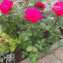 фото из отзыва ID 2600098