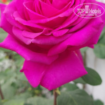 фото из отзыва ID 2600098