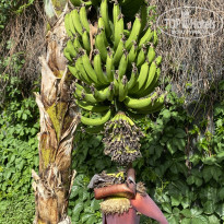 фото из отзыва ID 2600165