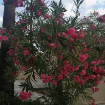 фото из отзыва ID 2601655